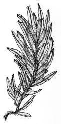 Fissidens crispulus var. robinsonii, habit. Drawn from P.J. de Lange K121 & D. Havell, CHR 624175.
 Image: R.C. Wagstaff © Landcare Research 2014 